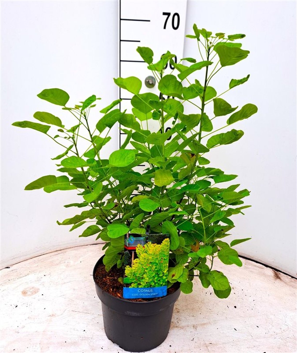 Cotinus cog. Golden Spirit - C4 40-60 CM